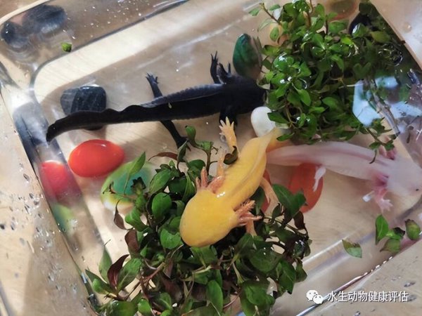 六角恐龙鱼怎么养最好