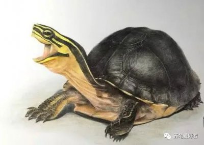 安布闭壳龟可以冬眠吗 安布闭壳龟是不是保护动物