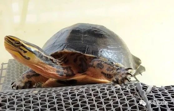 安布闭壳龟可以冬眠吗