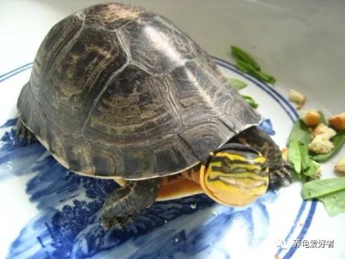 安布闭壳龟可以冬眠吗