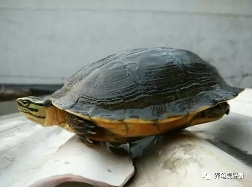 安布闭壳龟可以冬眠吗