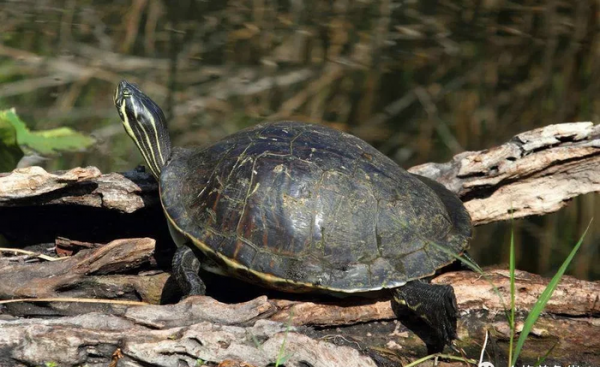 乌龟晒太阳是干晒还是放水晒