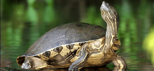 乌龟晒太阳是干晒还是放水晒