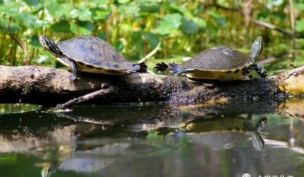 乌龟晒太阳是干晒还是放水晒