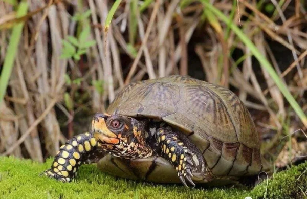 乌龟晒太阳是干晒还是放水晒