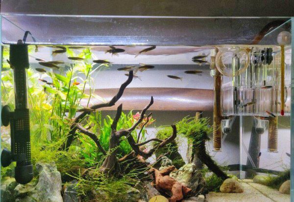 鱼缸水变黄了怎样处理