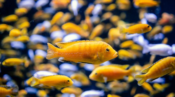 鱼缸水变黄了怎样处理