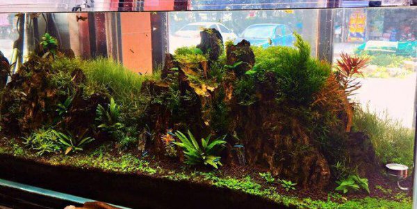 鱼缸水变黄了怎样处理