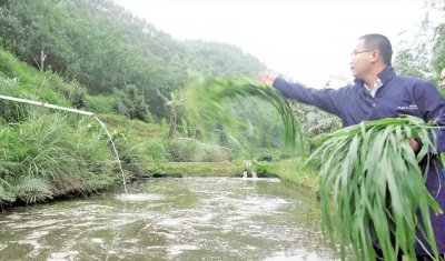 草鱼吃什么饲料长得快 草鱼饲草需要注意哪些问题