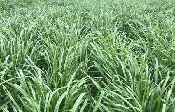 草鱼吃什么饲料长得快