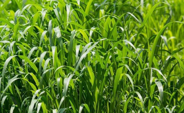 草鱼吃什么饲料长得快