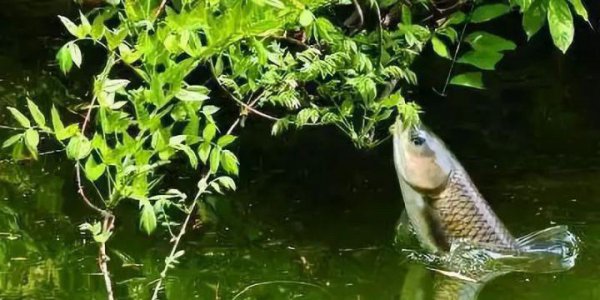草鱼吃什么饲料长得快