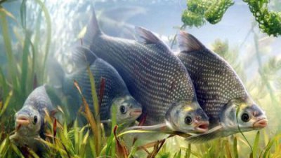 马口鱼为什么不能吃 还有哪些鱼被列入了禁食名单