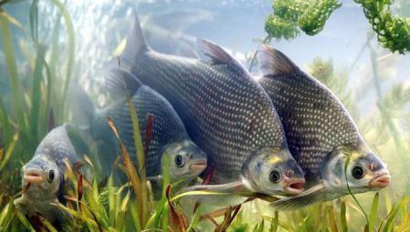 马口鱼为什么不能吃