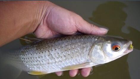 马口鱼为什么不能吃