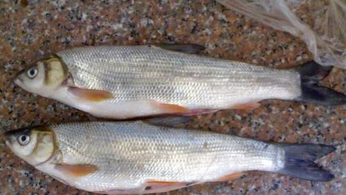 马口鱼为什么不能吃