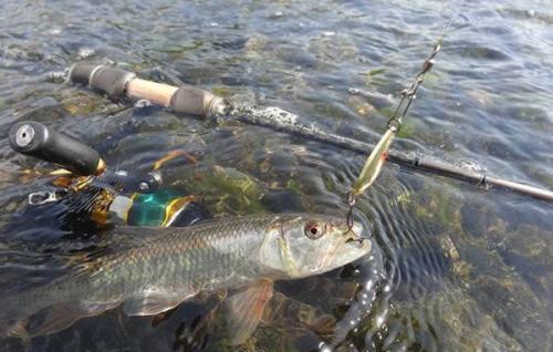 马口鱼为什么不能吃