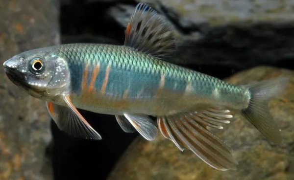 马口鱼为什么不能吃