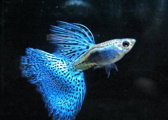 日本黄粉鱼药的使用方法