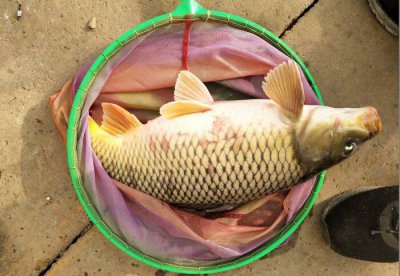 鲫鱼身上有红斑像出血是什么病 鱼有红色的血斑的原因