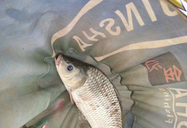 鲫鱼身上有红斑像出血是什么病