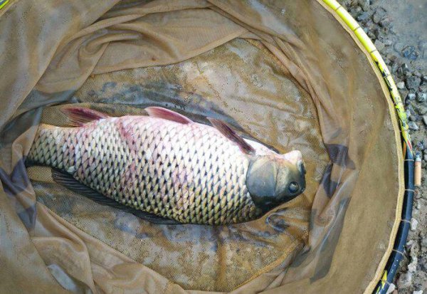 鲫鱼身上有红斑像出血是什么病