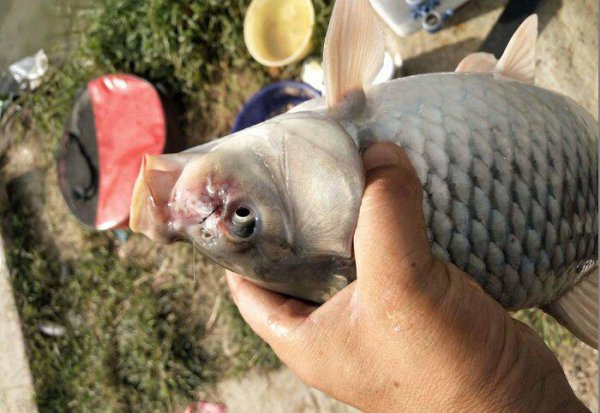 鲫鱼身上有红斑像出血是什么病