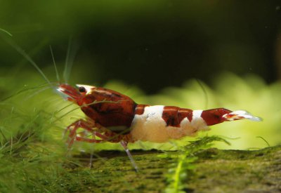 红白水晶虾的养殖方法和难度 饲养水晶虾的注意事项