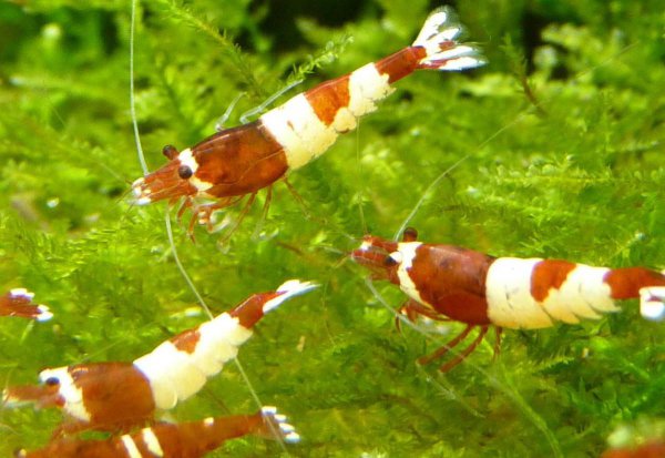 红白水晶虾的养殖方法和难度