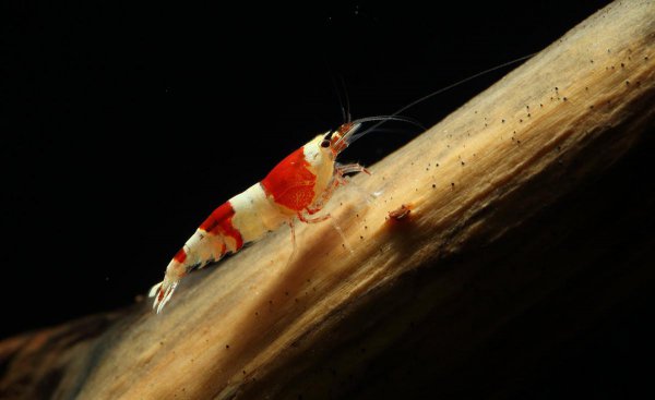 红白水晶虾的养殖方法和难度