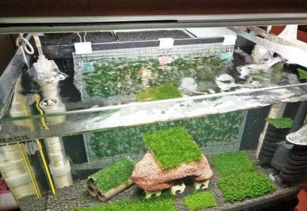 红白水晶虾的养殖方法和难度