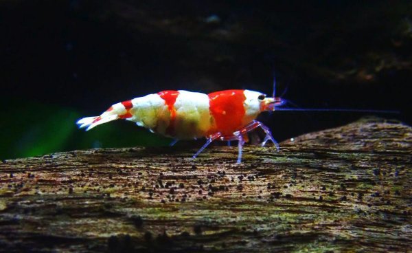 红白水晶虾的养殖方法和难度