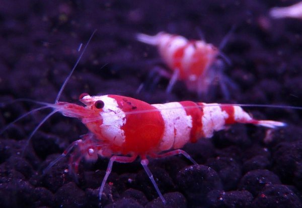红白水晶虾的养殖方法和难度