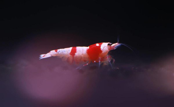 红白水晶虾的养殖方法和难度