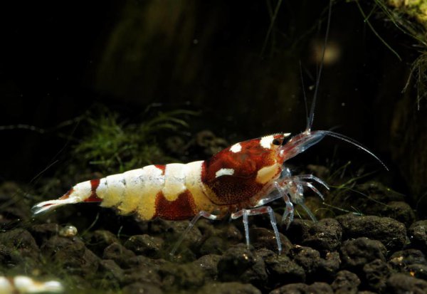 红白水晶虾的养殖方法和难度