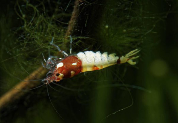 红白水晶虾的养殖方法和难度