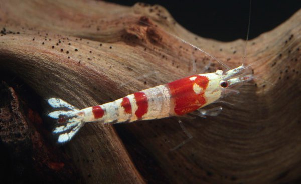 红白水晶虾的养殖方法和难度