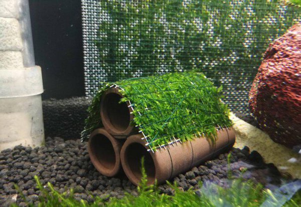 红白水晶虾的养殖方法和难度