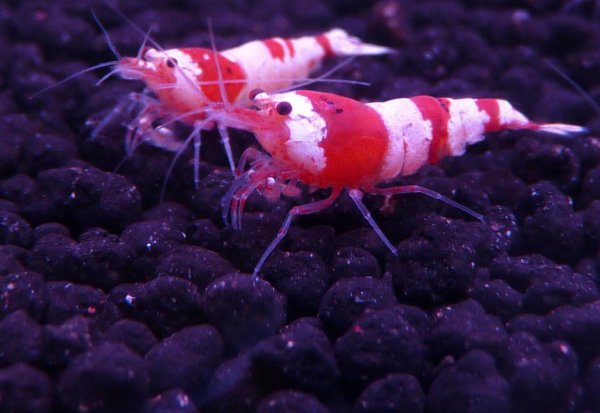 红白水晶虾的养殖方法和难度