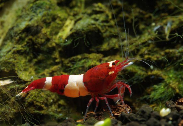 红白水晶虾的养殖方法和难度