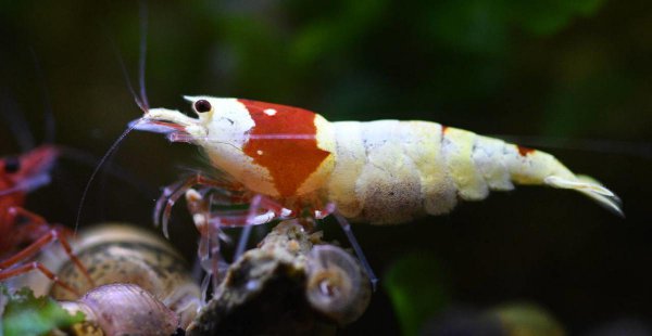红白水晶虾的养殖方法和难度