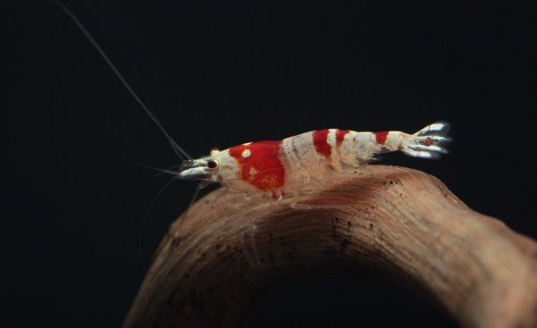 红白水晶虾的养殖方法和难度