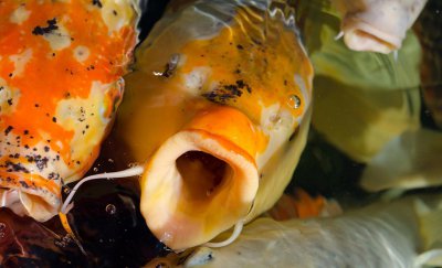 鱼有舌头吗有味蕾吗 鱼的舌头长什么样有什么作用