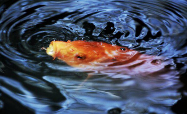 鱼有舌头吗有味蕾吗