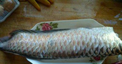 家里养的观赏鱼能吃吗 随意吃观赏鱼的危害有哪些