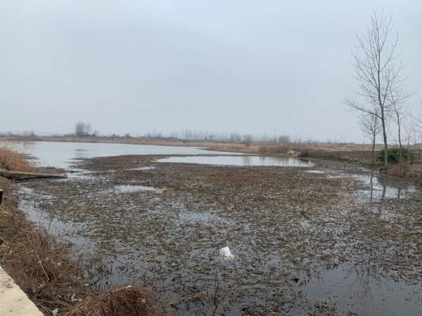 春天钓鲫鱼什么时间段好钓