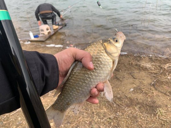 春天钓鲫鱼什么时间段好钓