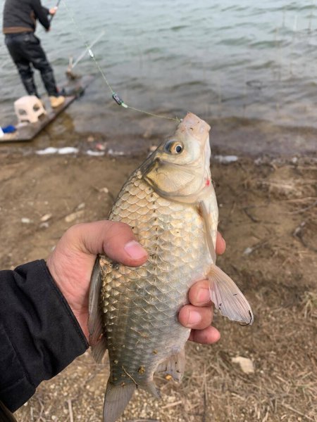 春天钓鲫鱼什么时间段好钓