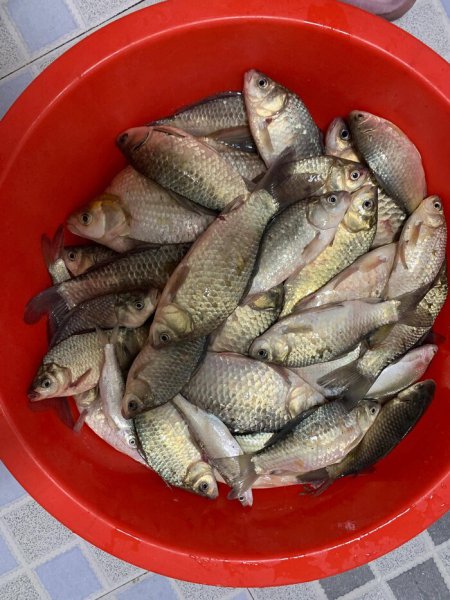 春天钓鲫鱼什么时间段好钓