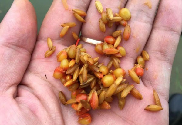 谷麦钓法精髓在于什么方面